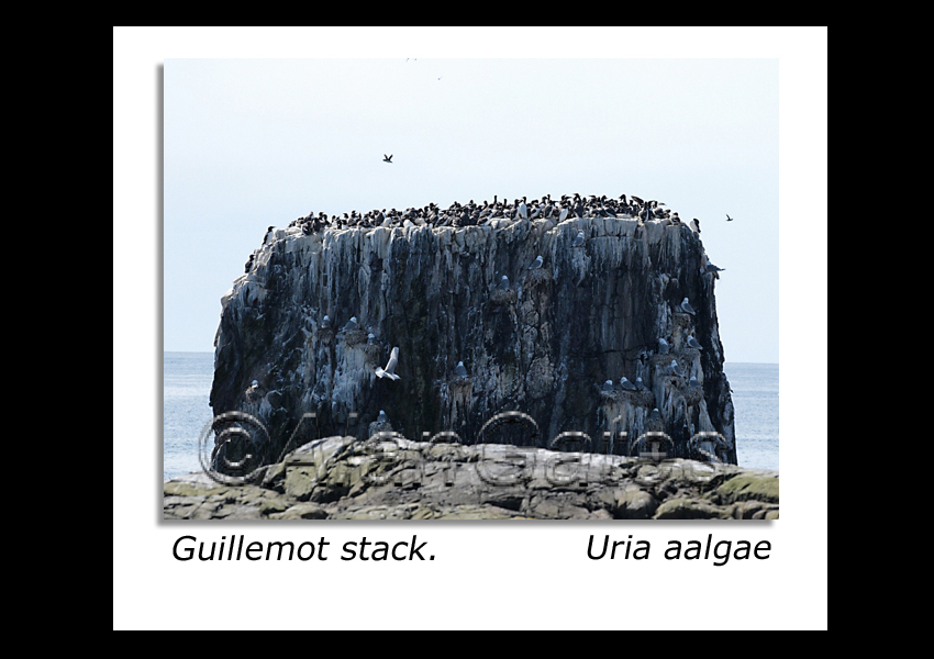 Guillemot Stack